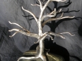 tree on rock